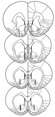 Changes in Dopamine Transmission in the Nucleus Accumbens Shell and Core during Ethanol and Sucrose Self-Administration